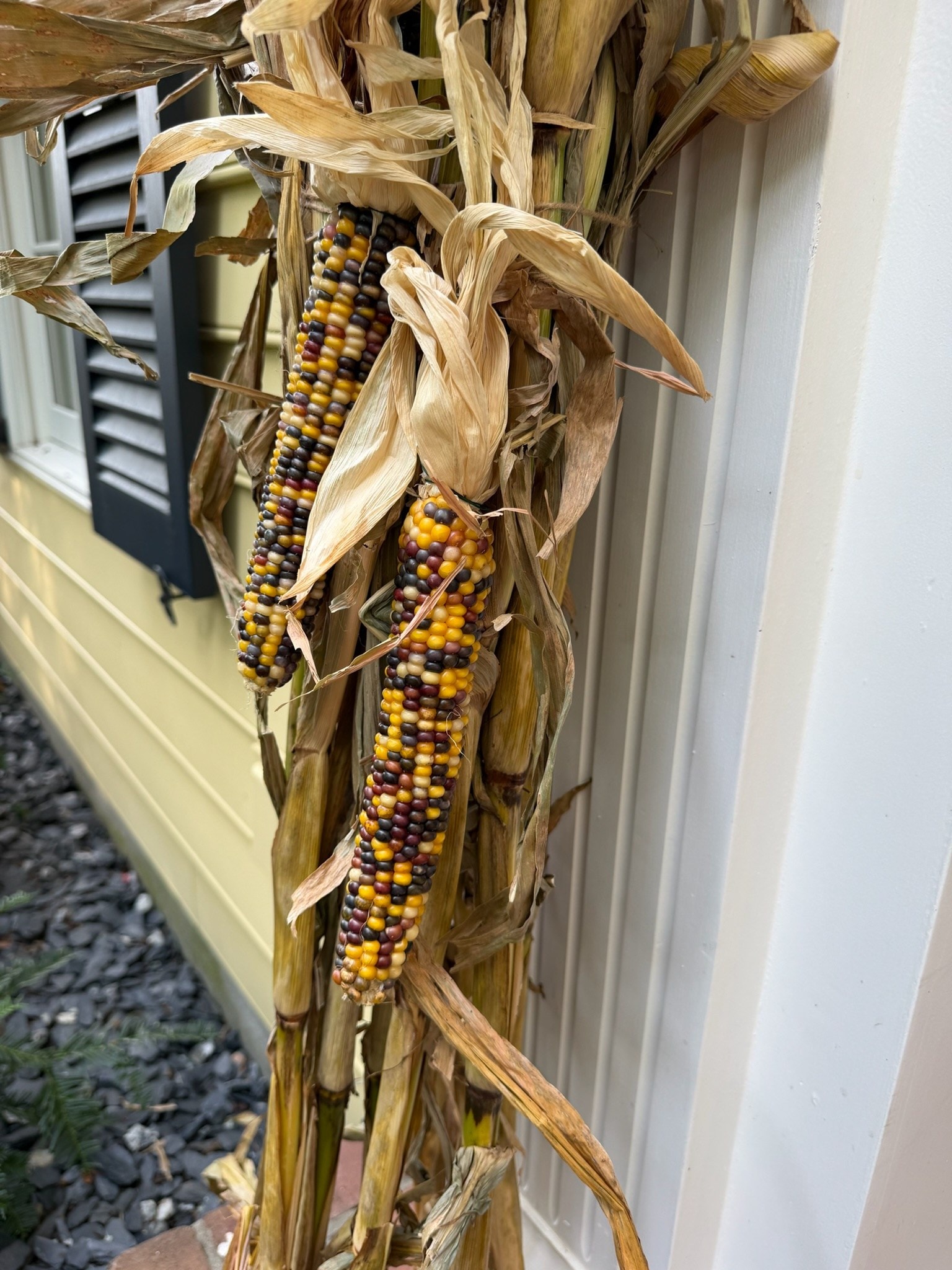 Multicolored ears of corn and dried husks tied against the white doorway trim