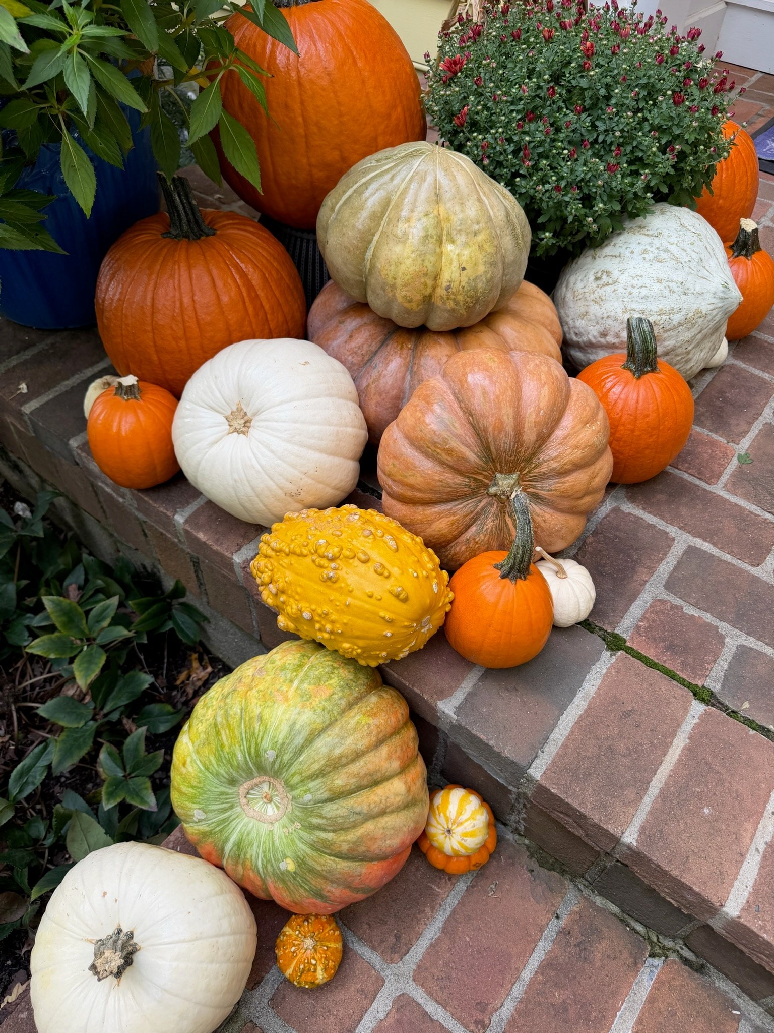 Close view of heirloom pumpkins, white pumpkins and yellow gourds arranged along the brick steps