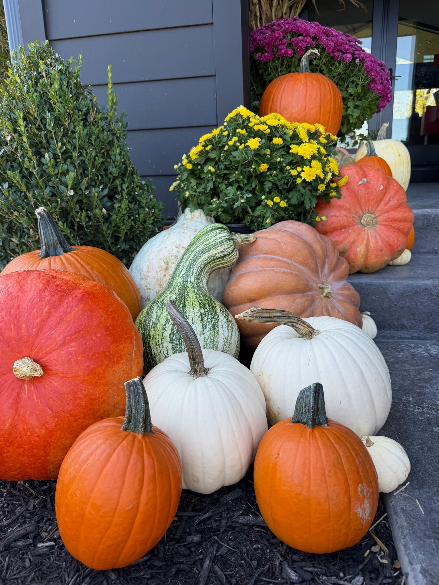 Pink and orange heirloom pumpkins beside yellow mums on the left steps