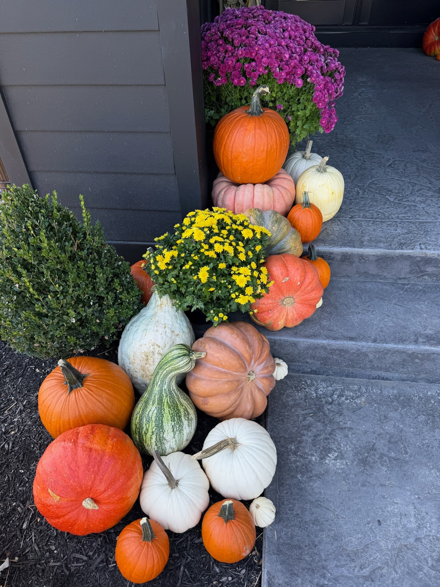 Orange, white and heirloom pumpkins with yellow and purple mums along the left side of the steps