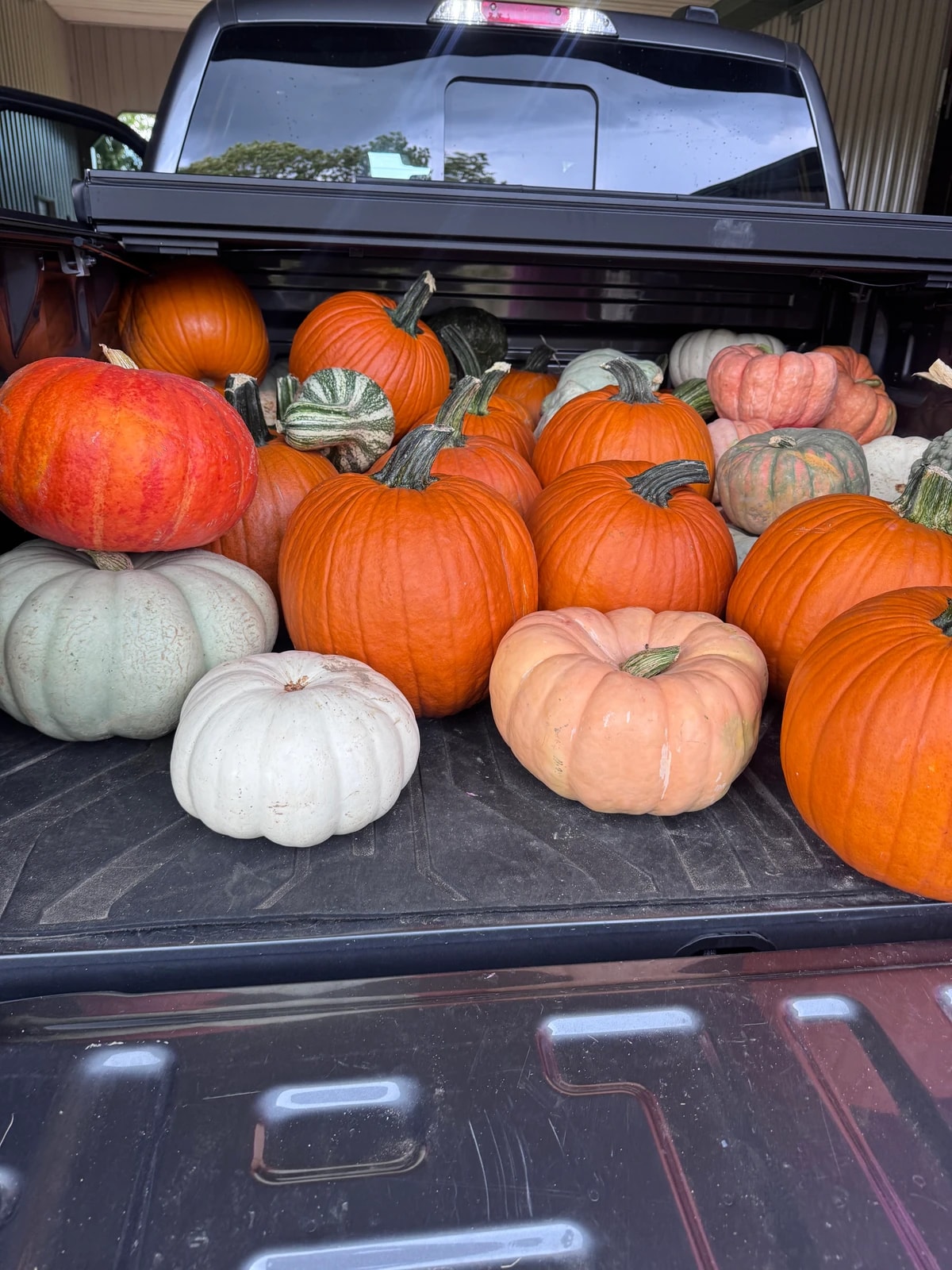A truck bed loaded with orange, cream, pink and green pumpkins, ready for delivery