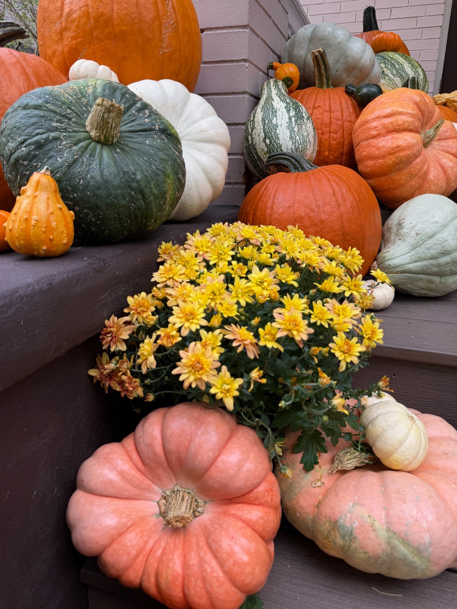 Burgundy and gold mums with pumpkins and gourds grouped beside a front door
