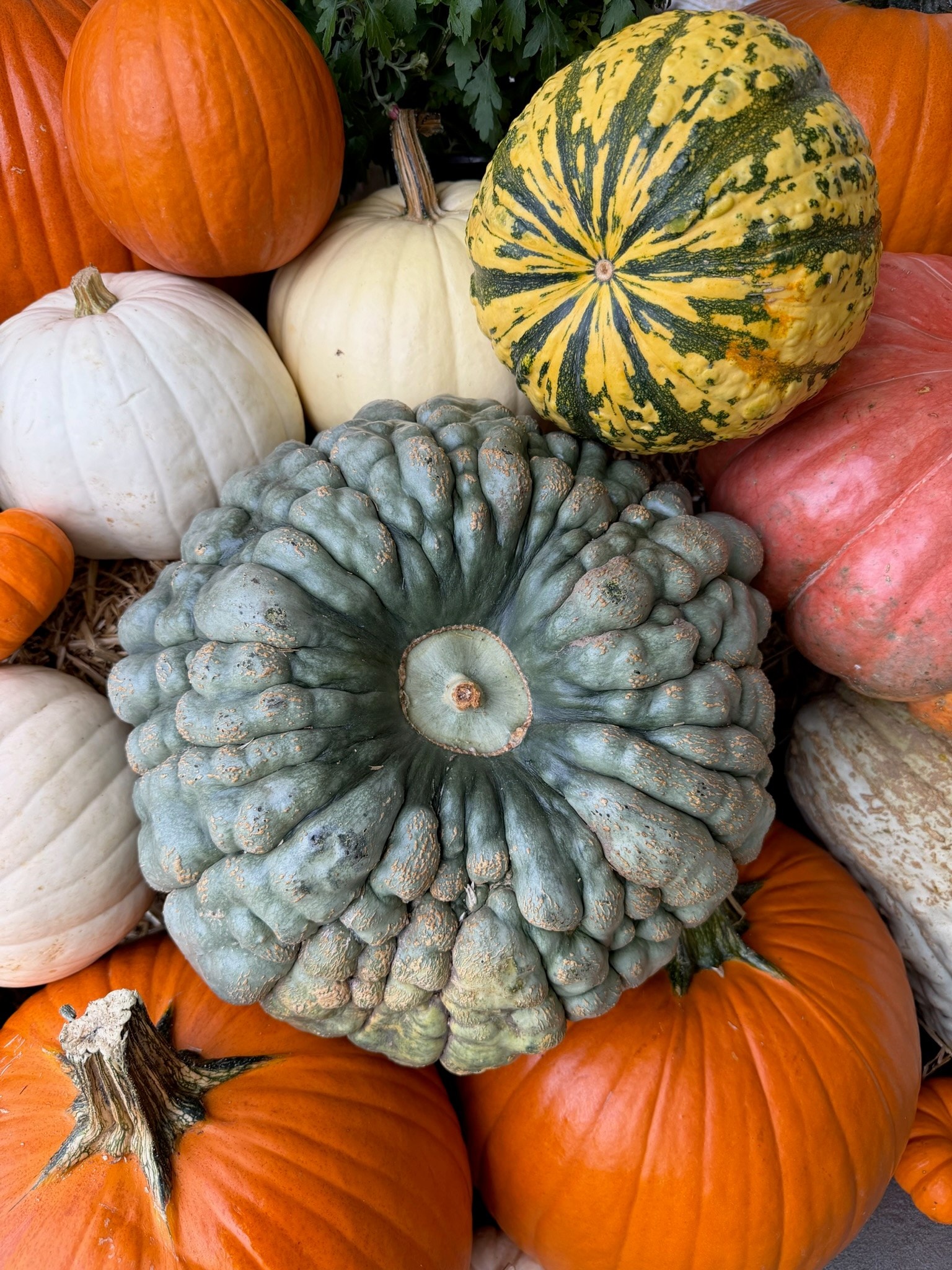 A textured green pumpkin surrounded by striped gourds and orange, white and pink pumpkins