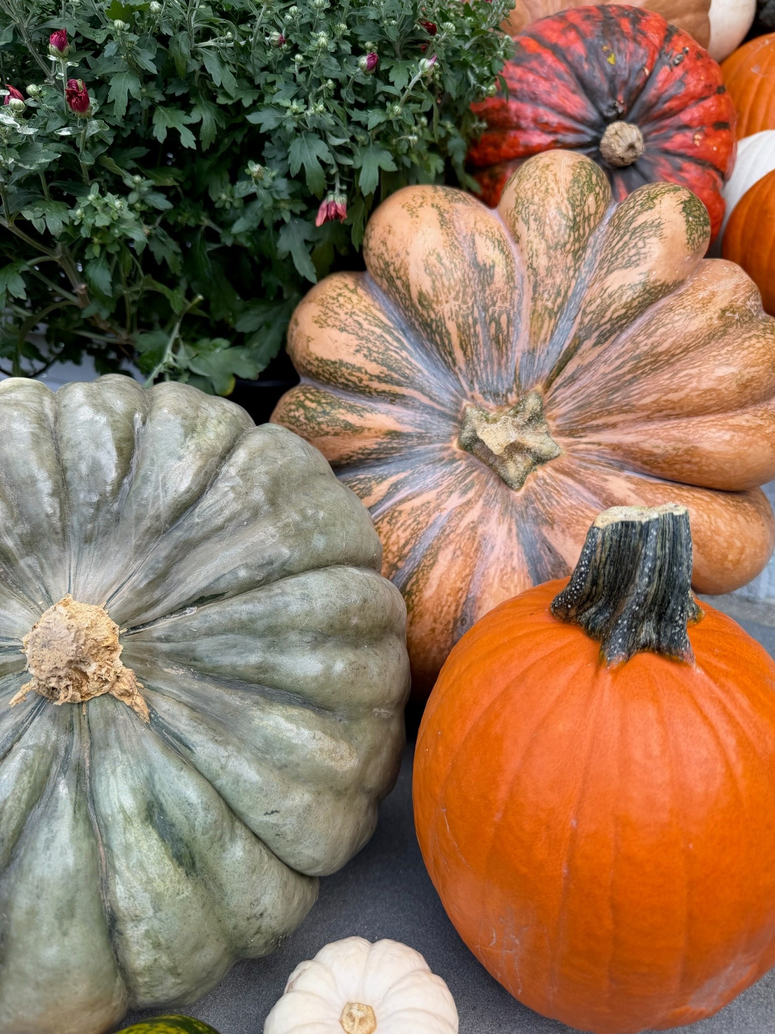 Close view of green, peach and orange pumpkins beside burgundy mums