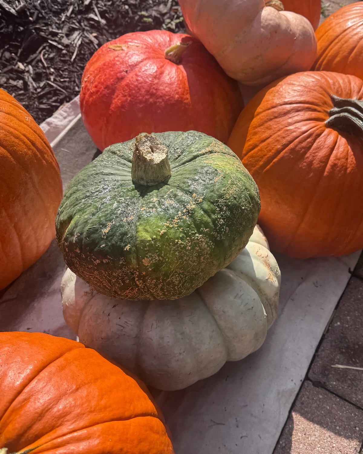 Green, cream and orange pumpkins laid out on a cloth during preparation