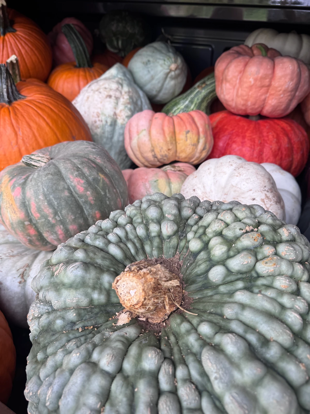 Bumpy green, cream, blush and orange pumpkins gathered for delivery
