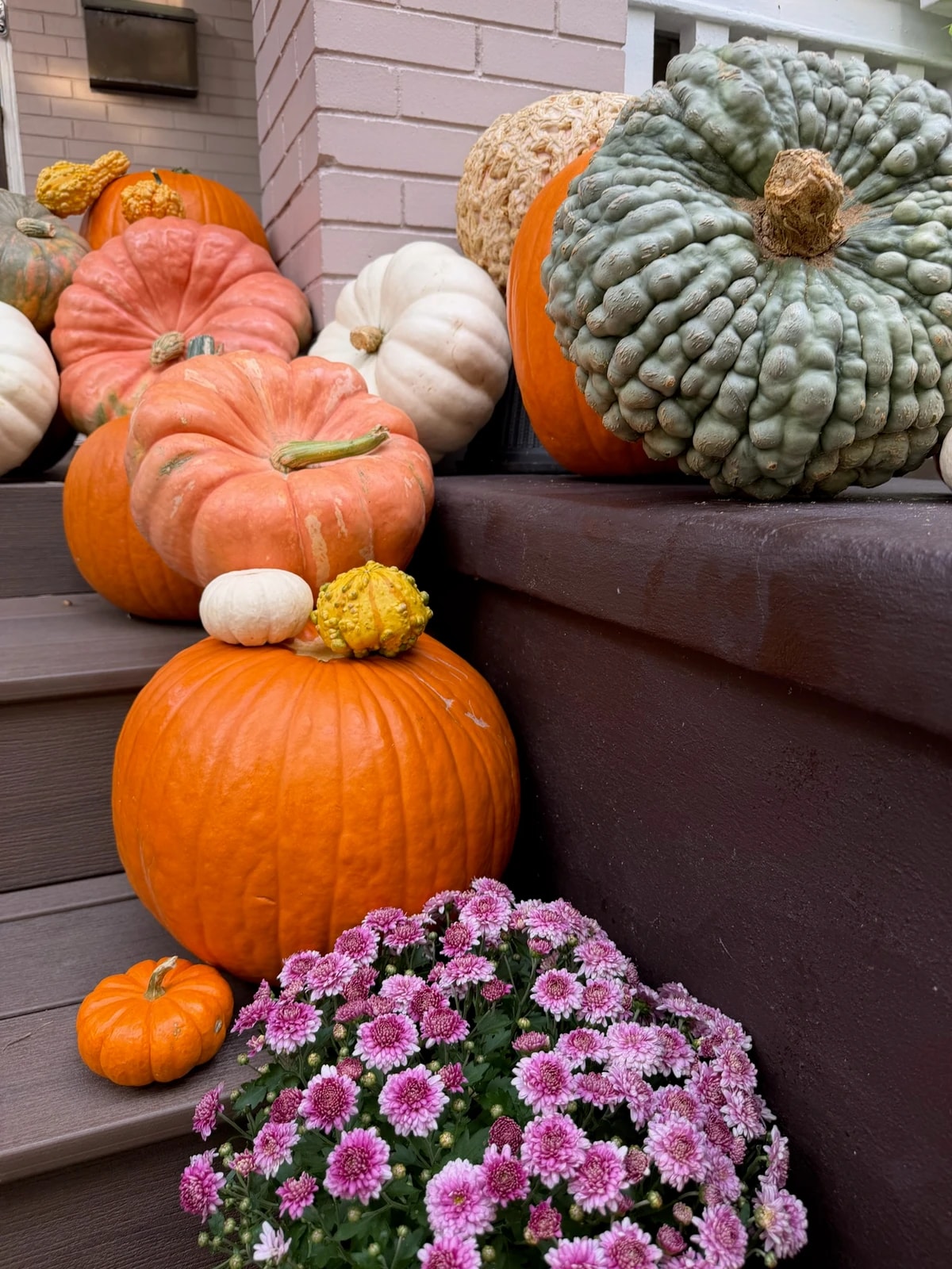 Orange, white and green pumpkins grouped with yellow mums