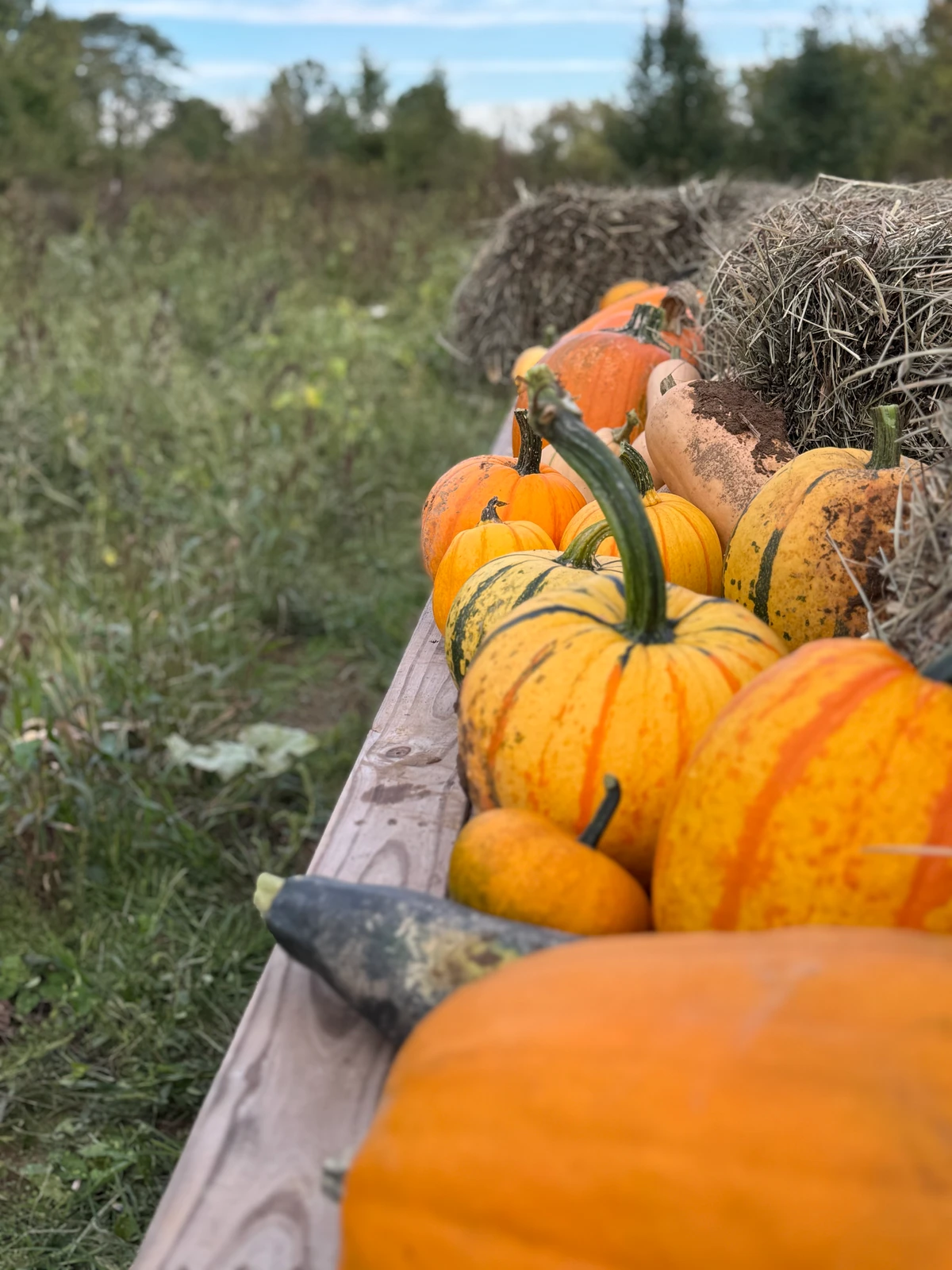 A curved green stem on a striped yellow pumpkin, with other pumpkins and hay in the background